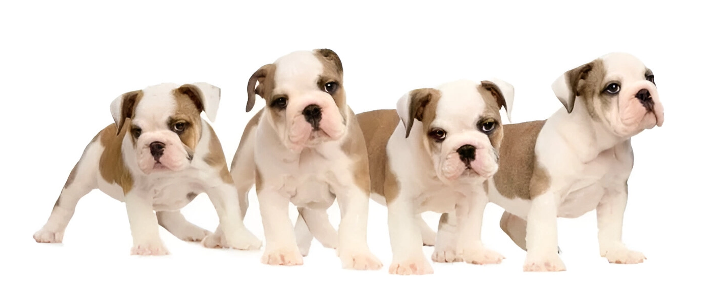 Puppies Galore & More Puppies Galore & More